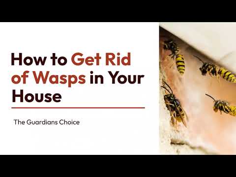 4 Ways to Get Rid of Wasps in Your House