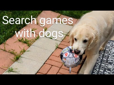 Search games with dogs. They need to find 2 more toys! Which one?