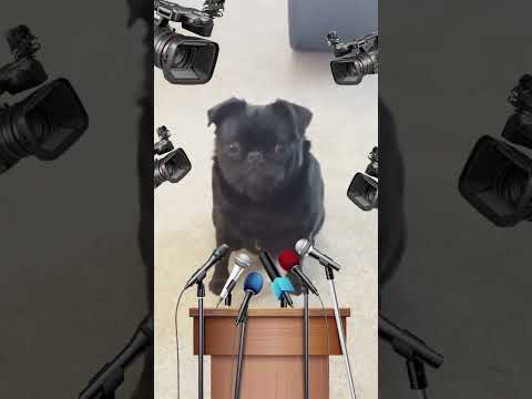 cute and funny pug interview, super powers super cuteness life of a pug