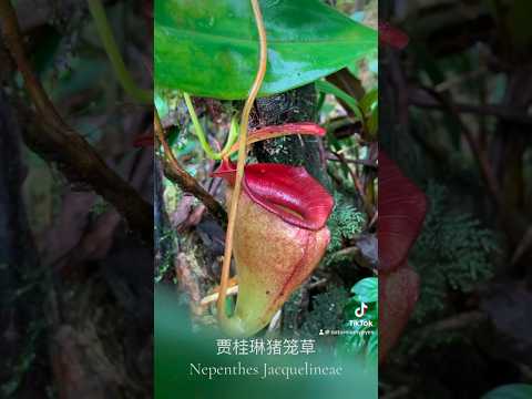 Nepenthes jacquelineae 贾桂琳猪笼草