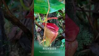 Nepenthes jacquelineae 贾桂琳猪笼草