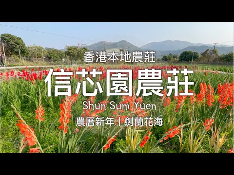 【香港旅遊】 元朗新田信芯園花海農場 //  Shun Sam Yuen Farm（附詳細交通路線）