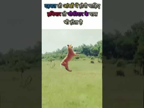 🦁Lion Sigma Rule😎Lion Mentality!! #Attitude WhatsApp Status video!! #shorts #lion #motivation #short