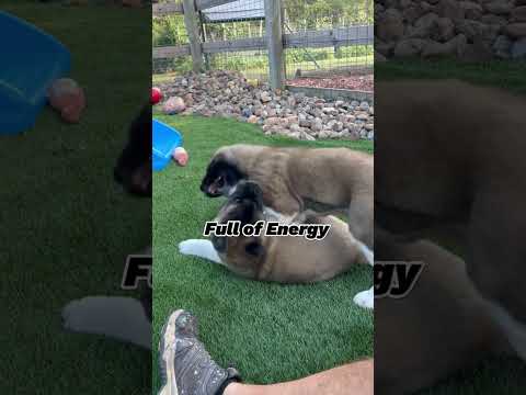 Akita Puppies are 8 weeks old