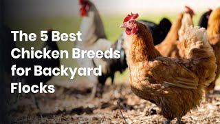 The 5 Best Chicken Breeds for Backyard Flocks