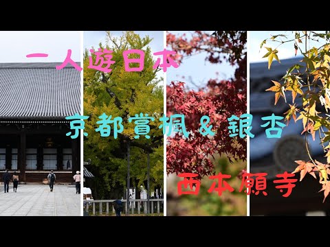 京都的西本願寺有一座「逆向銀杏」, 也被稱為「水吹銀杏」極美, 必看景點, 記得打開CC字幕喔!