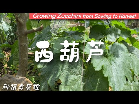 Growing Zucchini from Sowing to Harvest