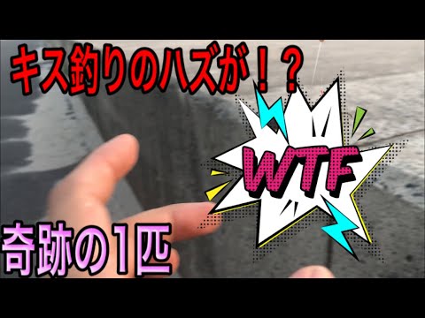 日本海でキス釣りしてたら　奇跡の1匹！？　キスは天ぷらが1番美味しい！！