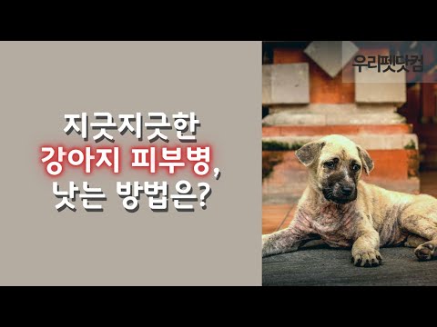 강아지 피부병은 흔하지만 치료가 쉽지 않아요.