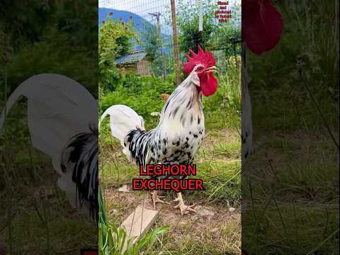 Amazing roosters of different chicken breeds from Ayam Cemani to Leghorn #rooster #chickens #hühner