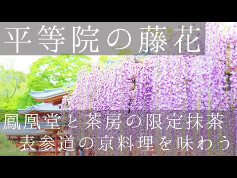 【平等院の藤花と鳳凰堂】京都の庭園のある寺院で宇治茶を楽しむ休日