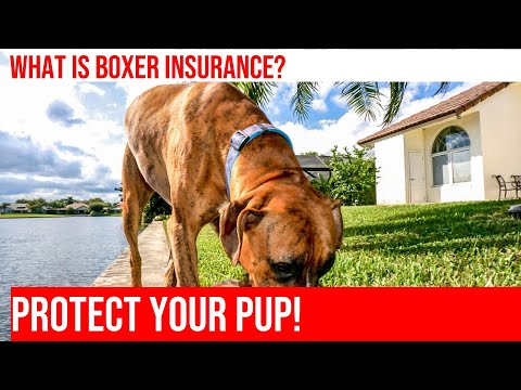 Getting the Best Insurance for Your Boxer Dog