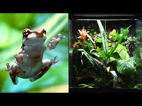 Milk Frog Vivarium STEP BY STEP (Ecosystem DIY)