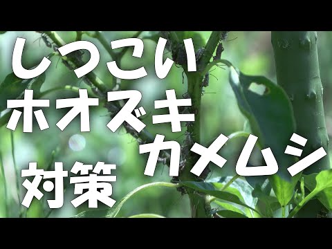 【ホオズキカメムシ】しつこいホオズキカメムシ対策 2023