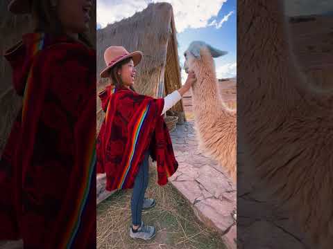 FunDays with Alpacas in Peru 🇵🇪在秘鲁看到了无敌多的羊驼 #vlog #shorts #peru #alpaca #shortsfeed #shortsyoutube