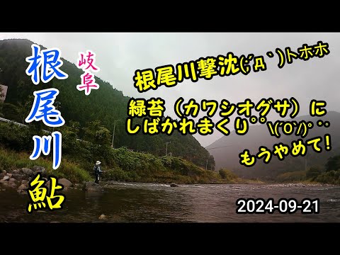 2024-09-21 岐阜 根尾川遠征 アユ友釣り調査！No 2