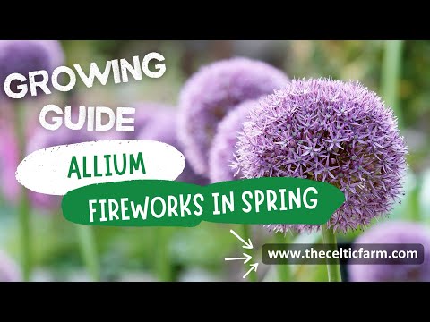 How to Grow Stunning Alliums: Expert Tips for Gorgeous Blooms & Big Harvests