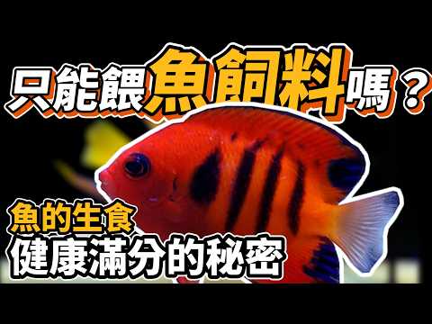 【藍箱水族】誰說魚只能吃飼料？讓魚健康美麗的秘密！冷凍餌料餵食大法一次教給你~(CC)