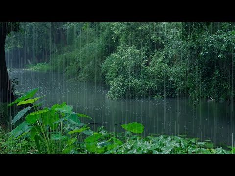 The beautiful little river is raining(377) , sleep, relax, meditate, study, work, ASMR