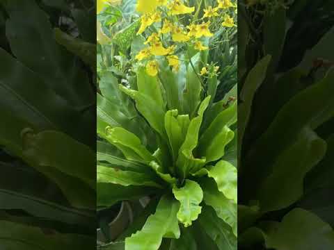 #garden