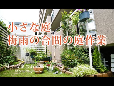 ガーデニング｜小庭に紫陽花をお迎えしました｜梅雨入り直前の庭作業｜ハンギングの寄せ植えにトレニアを 〜小さな庭のある暮らし ＃７４〜