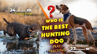 20 Best Hunting Dogs for Tracking Any Kind of Prey | Top Dogs