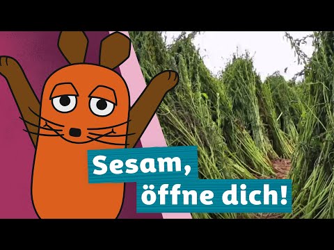 Wie wachsen Sesamkörner? | Die Maus | WDR