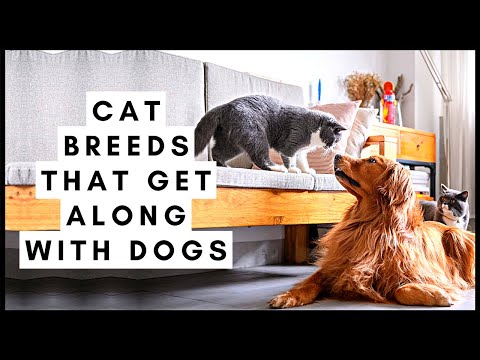 Cat Breeds That Get Along with Dogs