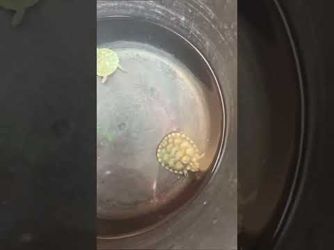 Tortoise🐢#shorts #ytshorts #trending #tortoise #reels