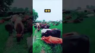 #shortvideos #bhartiyakisanunion #song #kisan #kisanunion #shorts #short #viralvideo #cow #sarkar