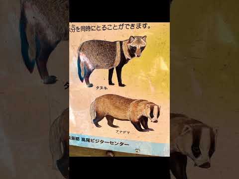 【高尾山】かわいい動物に遭遇＆下山後の絶品ランチ　#japan   #mountains  #shorts  #lunch  #高尾山  #登山