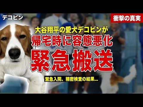 【メジャー】大谷翔平の愛犬デコピンが緊急搬送…緊急集術・精密検査後の容態が…田中真美子の出したコメントに一同驚愕……！