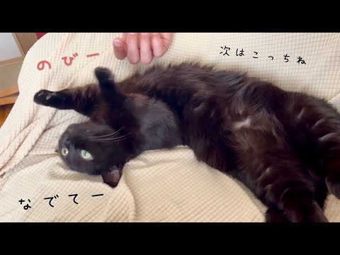 顔の角度を自分で変えながらいい感じに撫でてもらう黒猫｜モーニングルーティン