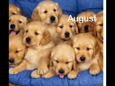 Your Month Your Dog