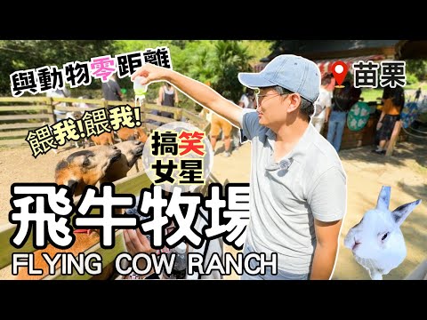 【苗栗景點】🐄 飛牛牧場好FUN！零距離體驗餵羊+擠牛奶+群鴨狂奔😂 | 秘境咖啡廳「回角咖啡」☕️ | Taiwan 🇹🇼 Travel