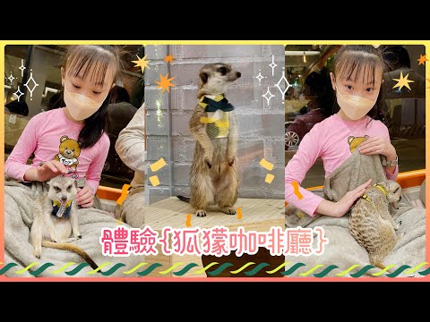 Karlie體驗🧡全新開幕！《Meerkat75 Café - 75度獴-敦南旗艦店》超可愛狐獴來襲#taipei#狐獴