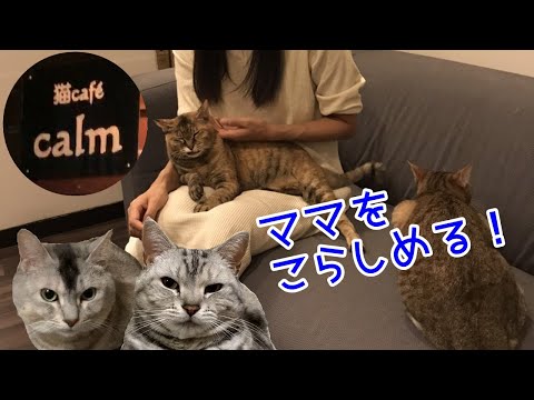 猫カフェに行ったママにダブルパンチ！？おしゃべりペット