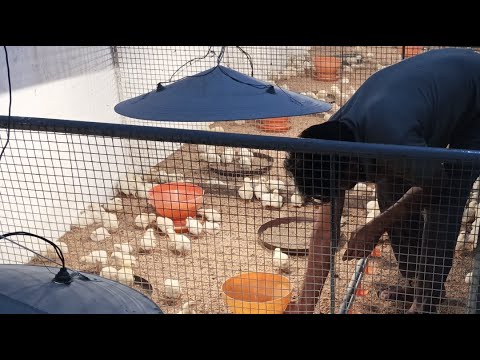 Poultry farm chicks routine work || 1200 broiler chicks feeding and brooding || chicken vaccination