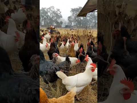 Free land Chicken Farm #shorts #freelandchicken #chicken