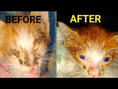 How to treat cat's eye infection at Home #eyeinfection #cateye #kittenrescue