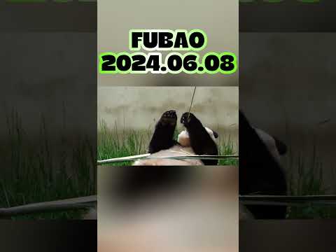 FUBAO，2024.06.08 #panda #animals #fubao #pets #funny #cute #科普