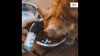 Enhance Your Furry Friend's Life: How CBD Can Help Your Dog Live Better!