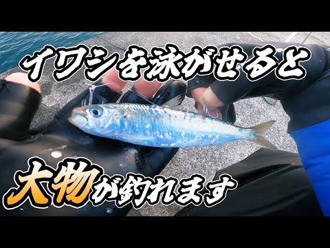 【泳がせ釣り】イワシを泳がせたら大物が喰ってくる！驚異のイワシパワー！泳がせ釣りには夢しかな！【大津港釣り】