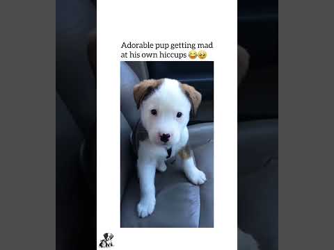 #funnypets #adorablepuppy #petloverscommunity #cutedogvideos