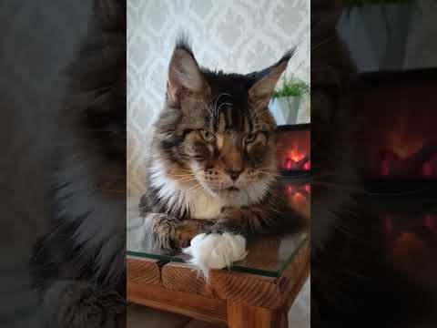 Лоря🐱🐈После Обеда🎏🐟🌲🔥Видео Обеда на Канале#подпишись #кот #котики #кошки #мейнкун#шортс  #животные