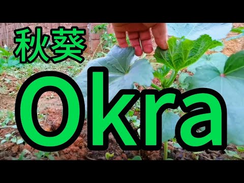 Okra planting 秋葵种植分享。马来西亚会种菜的帅哥。院子666平，今天又挖了三块地，先充苗，再移栽。辛勤努力，硕果磊磊。疫情在家种菜，自给自足。很多菜都不用买了。青菜，白菜，青椒，长豆等