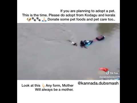 Kodagu flood | Kannada dubsmash | Kannada | Dog saving puppies