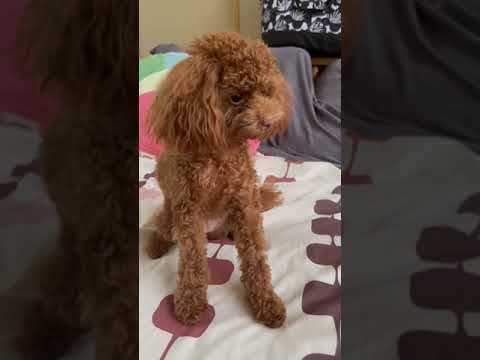 Parent-child relay (father → daughter) connected by "hands" of toy poodle ♡ Baton Miss ~ ♪