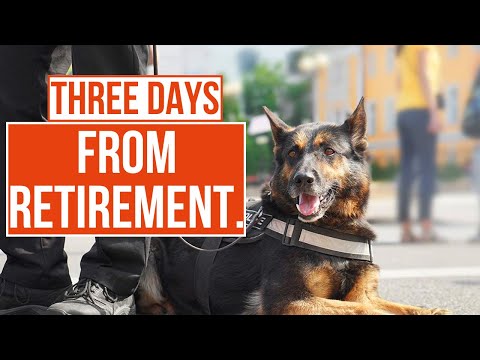 What happens to Police Dogs when they Retire? | Send in the Dogs | TCC