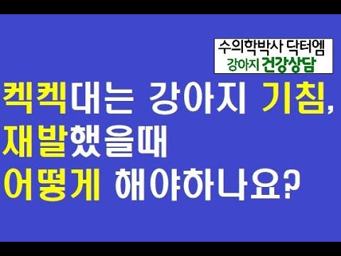 강아지 심장약 중단 후 다시 기침 재발했어요. 어떻게 해야하나요?